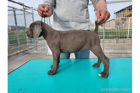 成約済の愛知県のその他の犬種-175082の3枚目